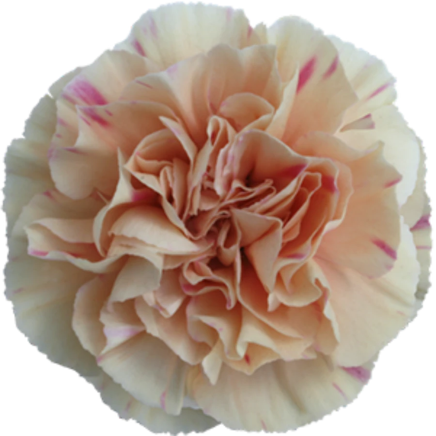 Carn Apple Tea Sel COLIBRI