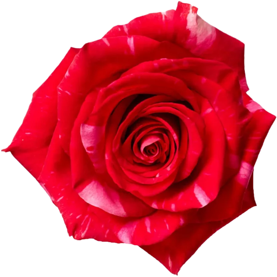 Rose Puma 70cm NARANJO