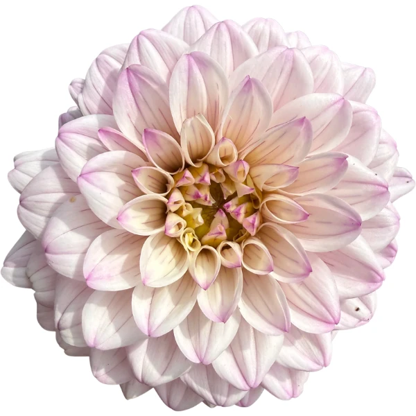 Dahlia Karma Prospero local 10