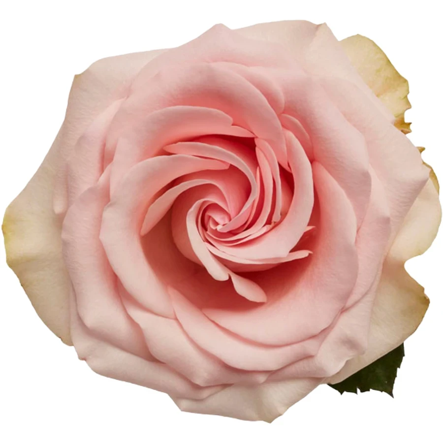Rose Novia 70cm RPRIMA