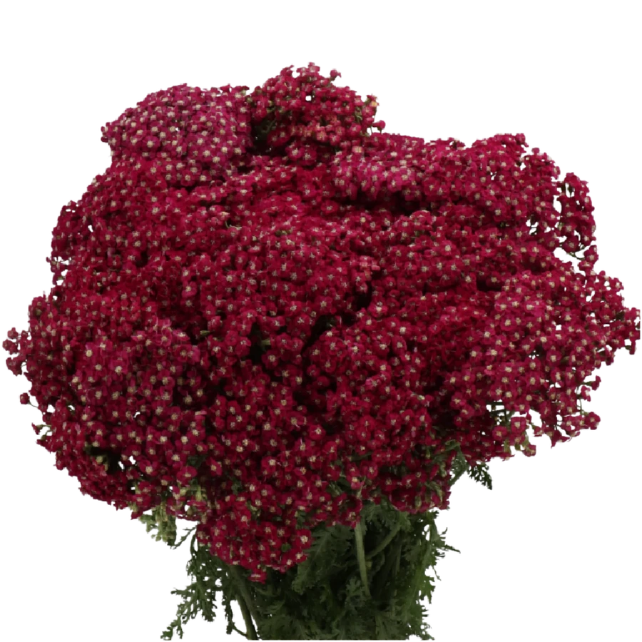 Yarrow Neonglow Ember holl