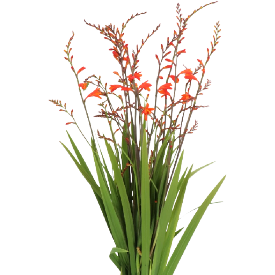 Crocosmia Berry Red King holl