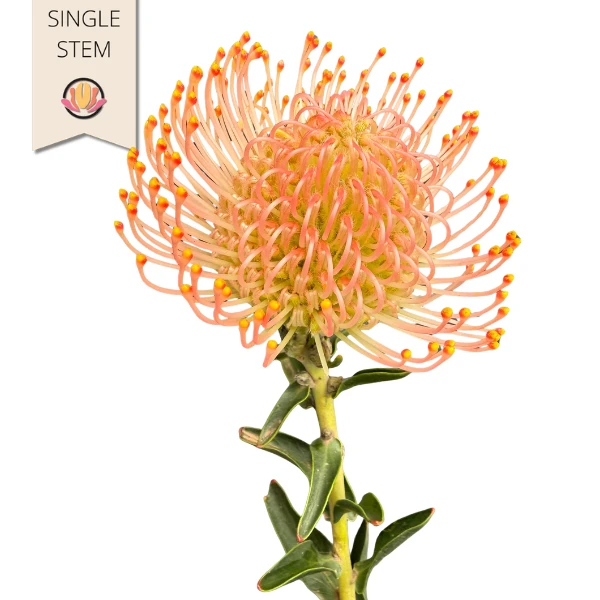 Pins Pink holl stem