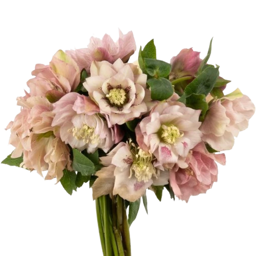 Helleborus Dbl Pink fresca(5st