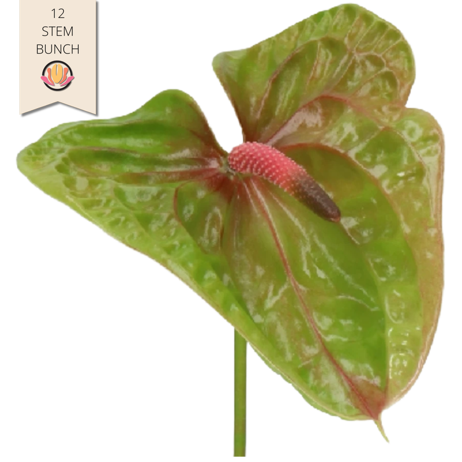 Anthurium Pistache 12st Holl