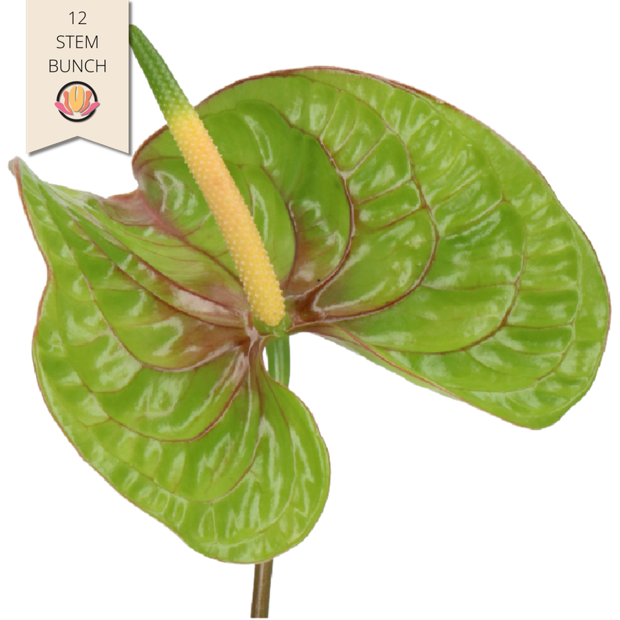 Anthurium Elixir 12st holl