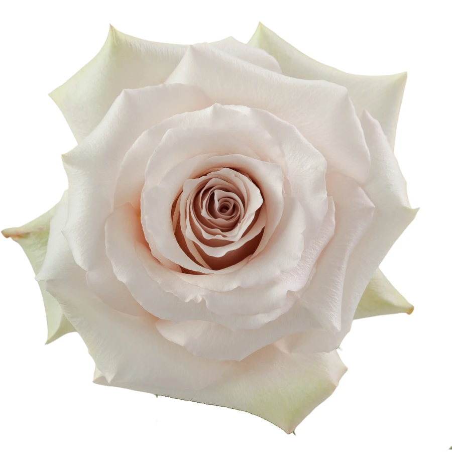 Rose Quicksand 70cm monte