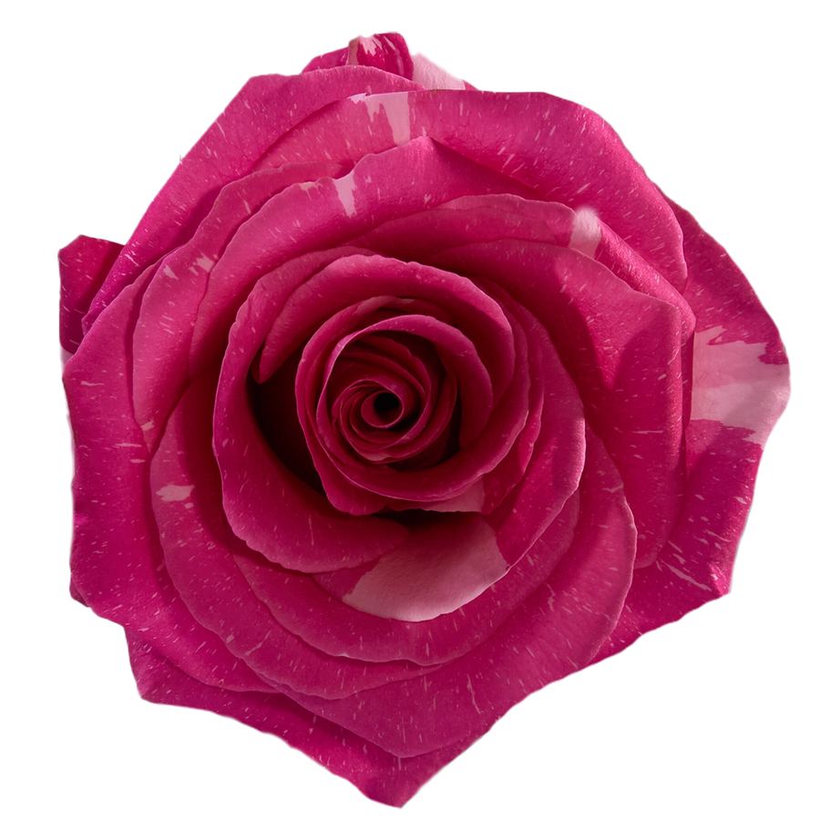 Rose Pandora 70cm MONTE