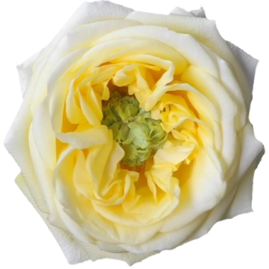Rose Sunny Days 80cm monte