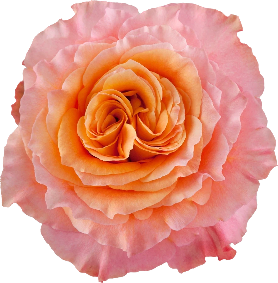 Rose FreeSpirit 40cm monte
