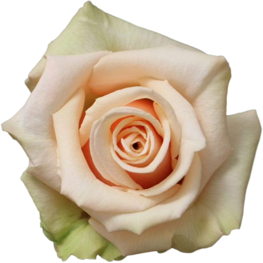 Rose Sahara 40cm monte