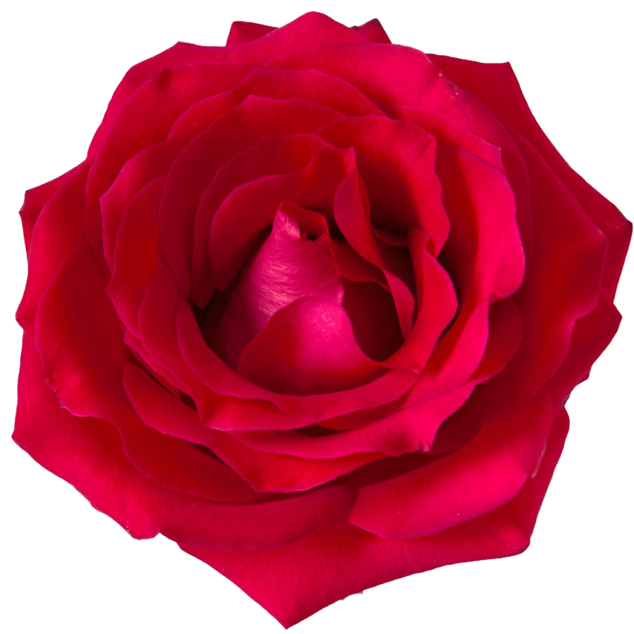 Rose French Kiss 50 monte