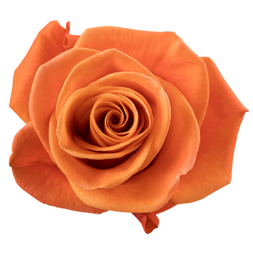Rose Carnelian 50 monte