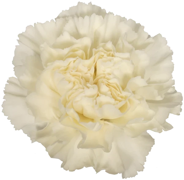 Carn Cream Sel COLIBRI