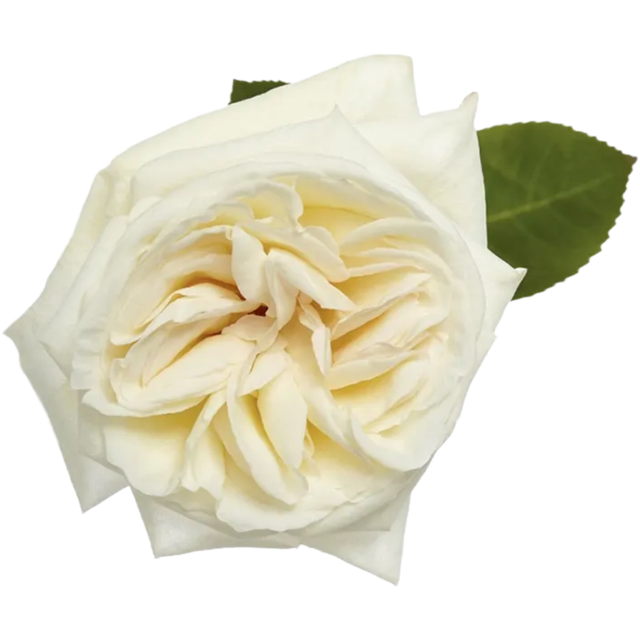 Rose Gdn White Ohara rio 25st