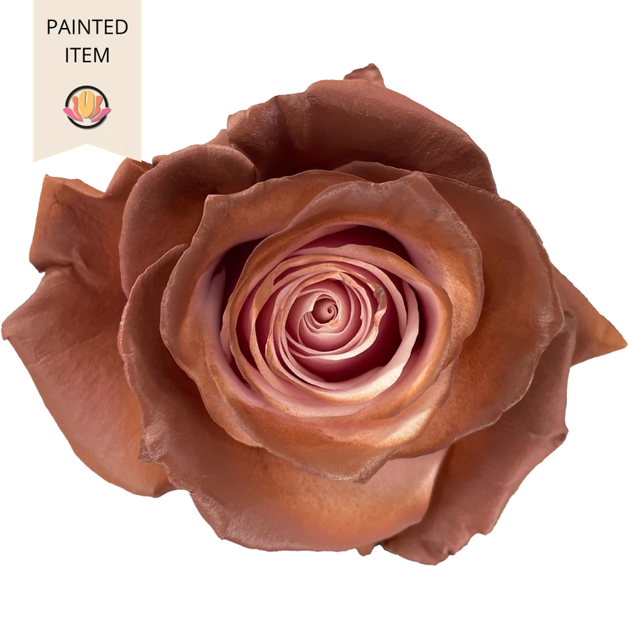 Rose DkPk Choco.60cm TINT Flor