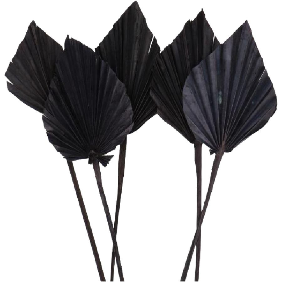 Dried Palm Spear Black holl