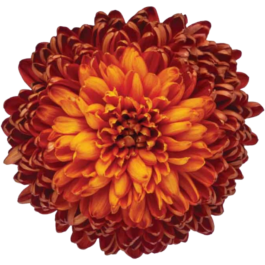 Mum Cremon Chestnut HOLEX
