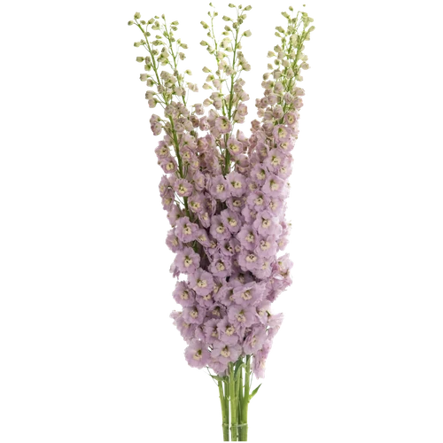 Delph Hyb Mauve 90cm FRESCA