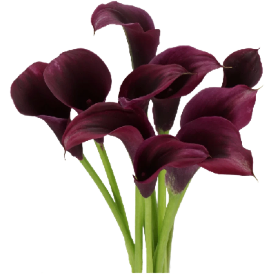 Calla Amazon HOLL