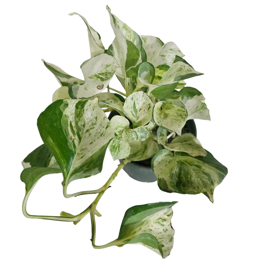 6" Pothos Manjula