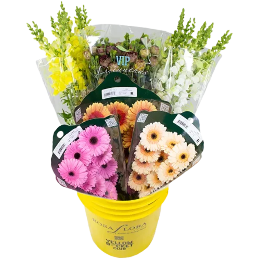 A Asst Pail HornOfPlenty x6 RF