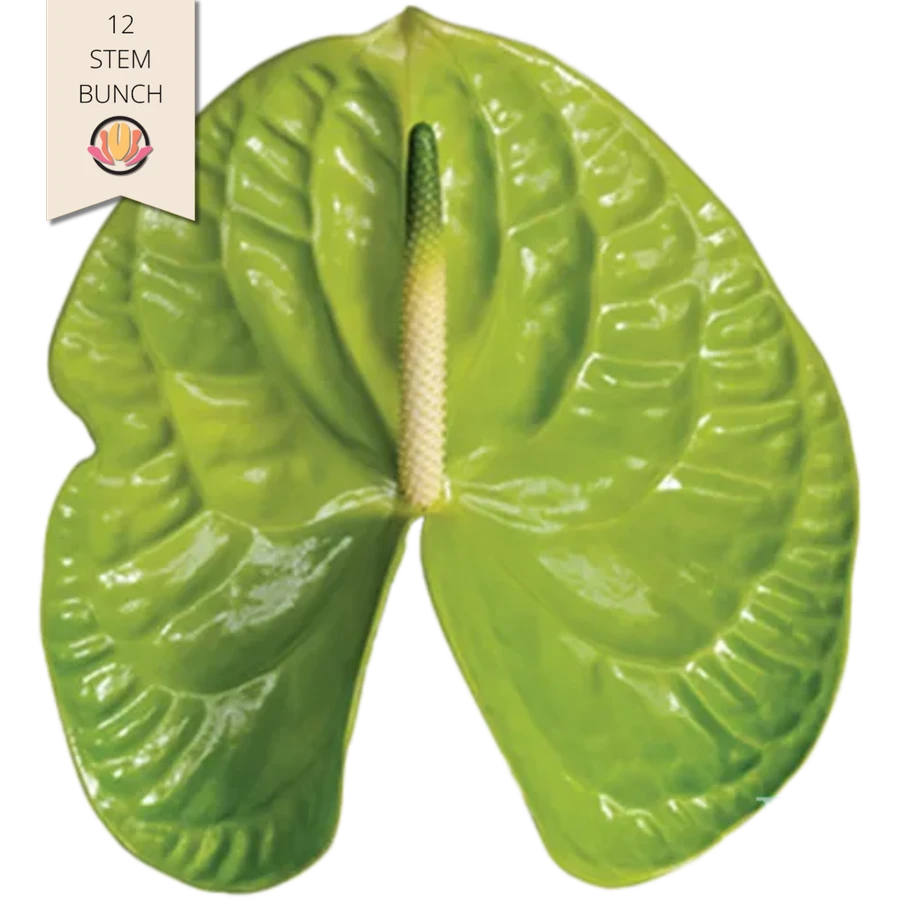 Anthurium Grand Slam HOLL 12st