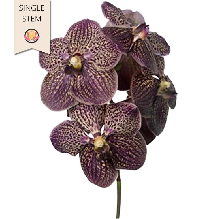 Vanda Sunanda Chocolate holl s