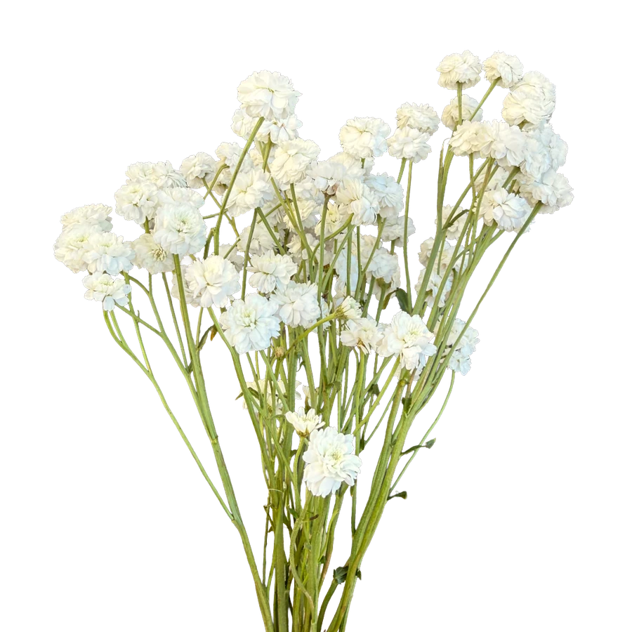Yarrow Cotton Candy HOLEX