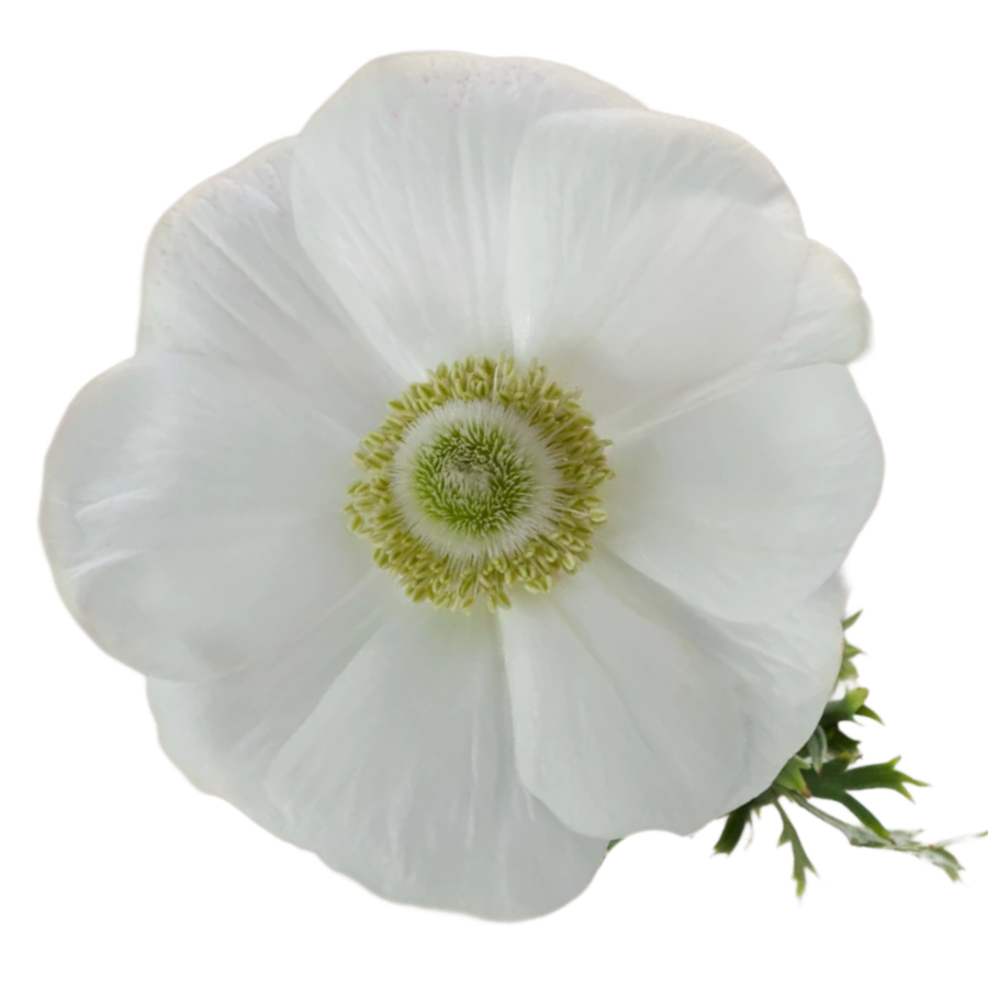 Anemone Mistral Wht Bianco grn