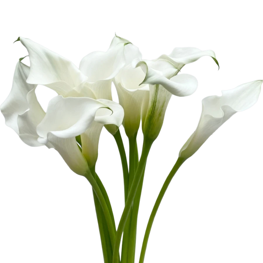 Calla Mini White Northland
