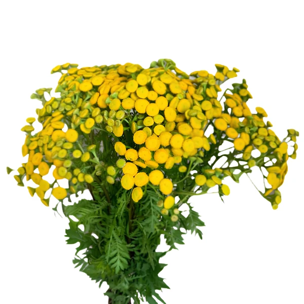 Tansy REGIONAL