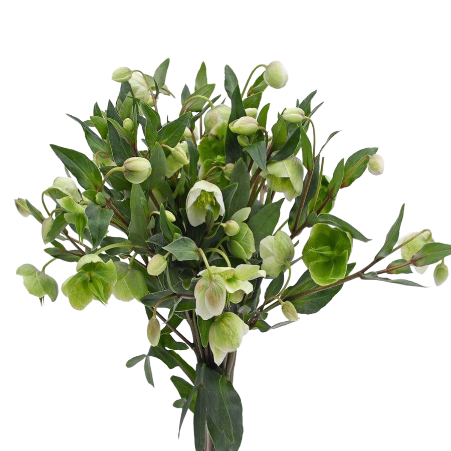 Helleborus White 5st ESMERALDA