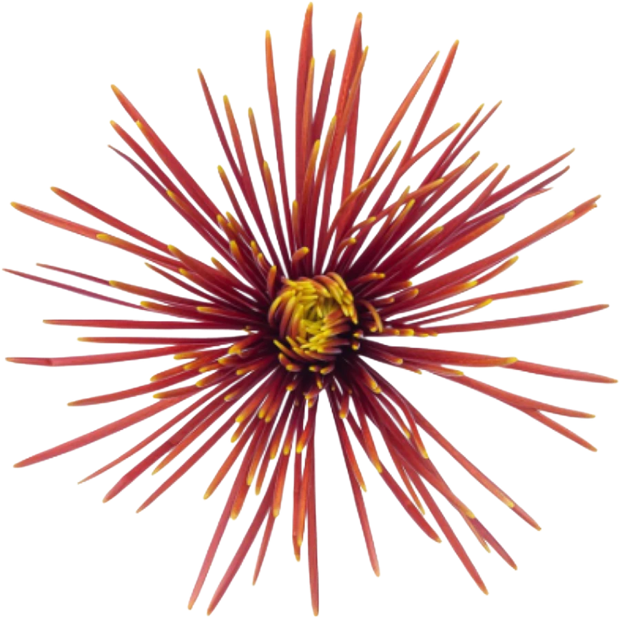 Mum Delistar Chispa BM