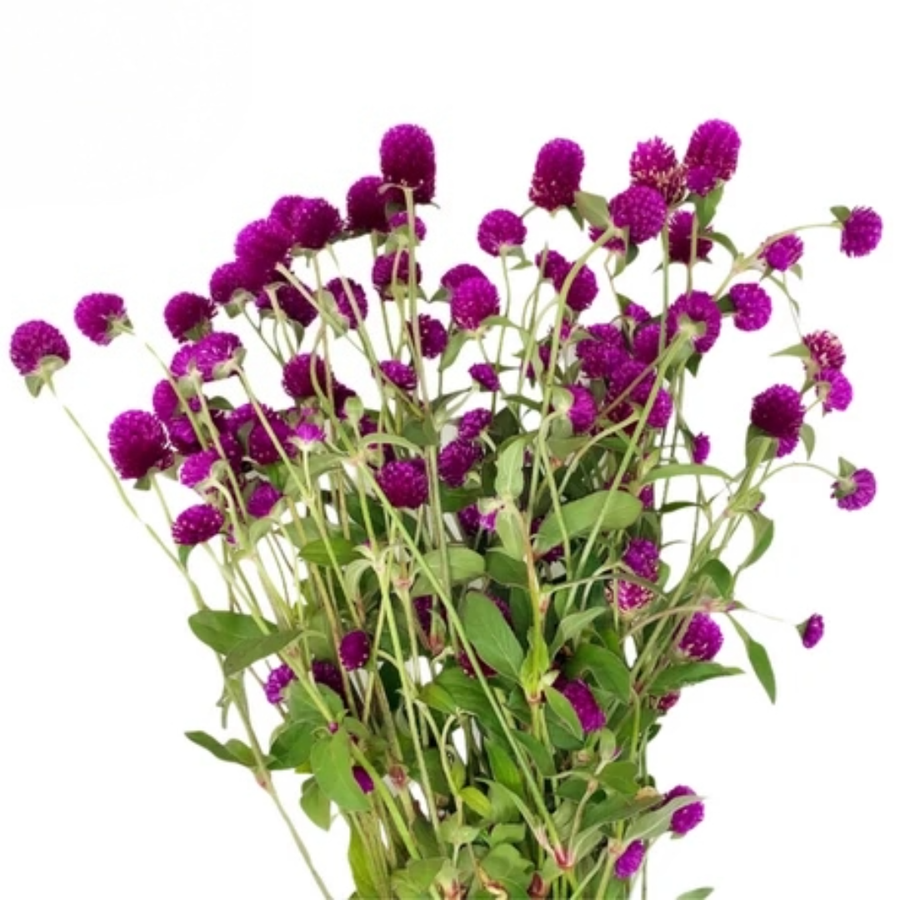 Gomphrena Purple NORTHLAND