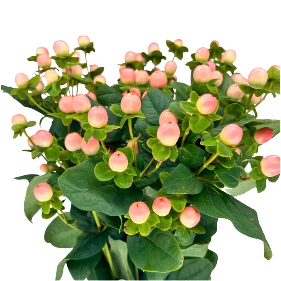 Hypericum Peach Magical 70cm b