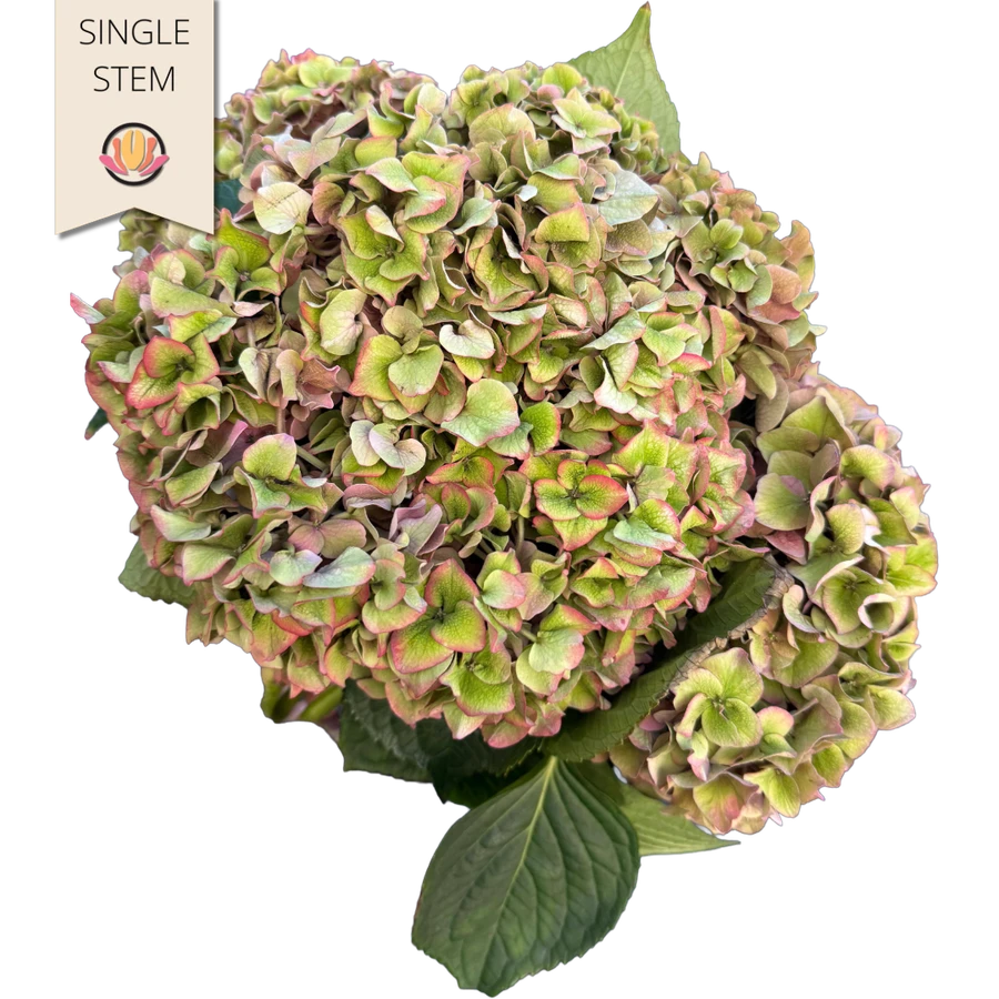 Hydrangea Classic Royal Impres