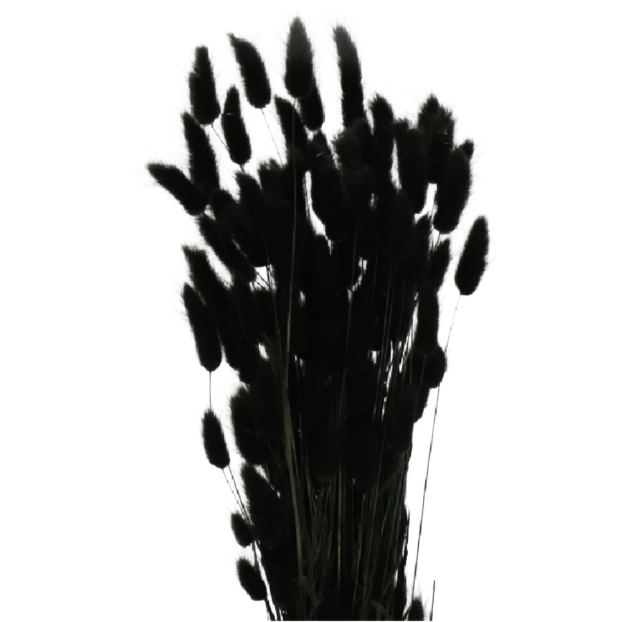 Dried Lagurus Bleached Black h