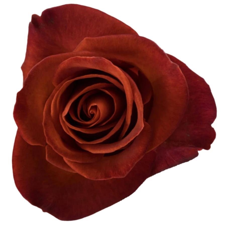 Rose Cafe Del Mar 40cm misty