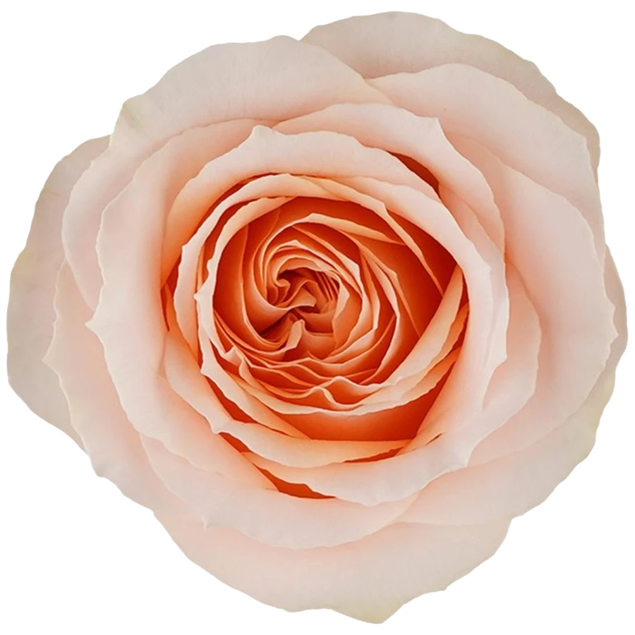 Rose Felicity 60cm MONTE