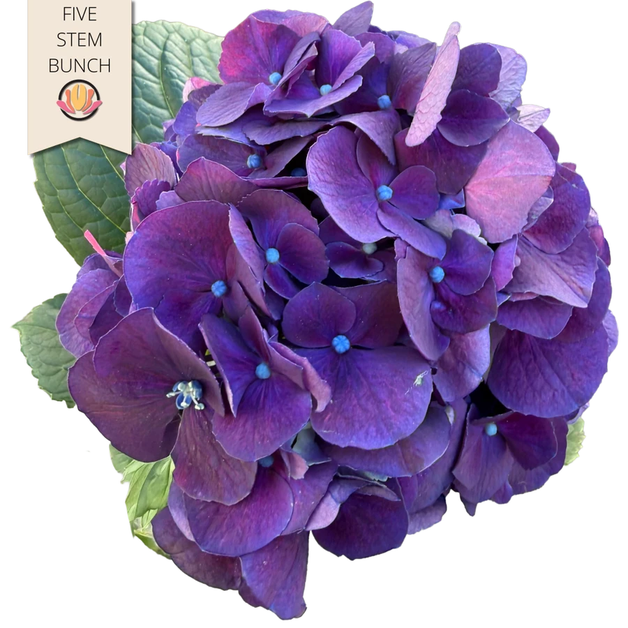 Hydro Purple NORTHLAND 5stem
