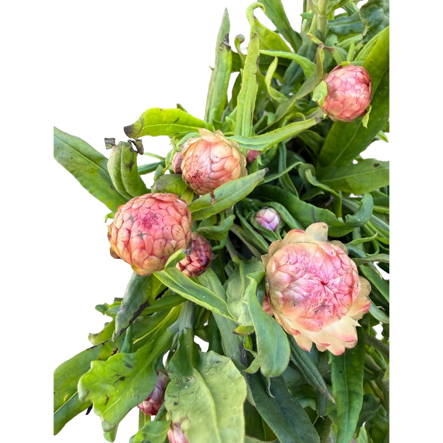 Strawflower Peach NORTHLAND