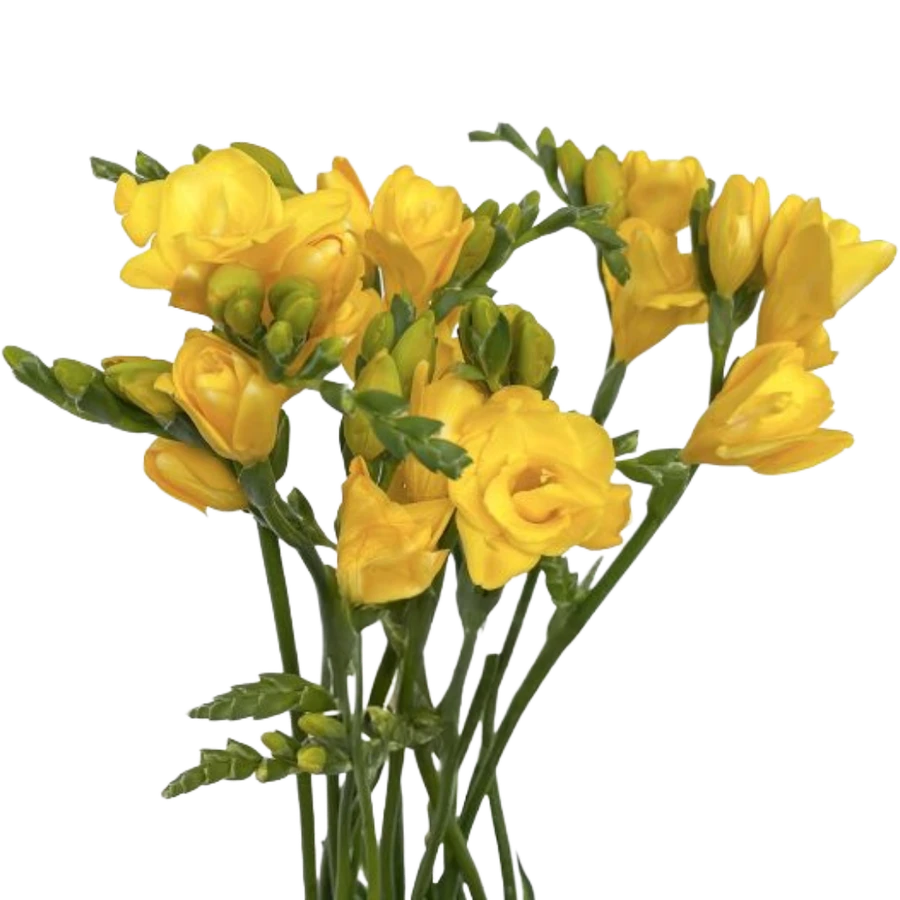 Freesia Yellow NORTHLAND
