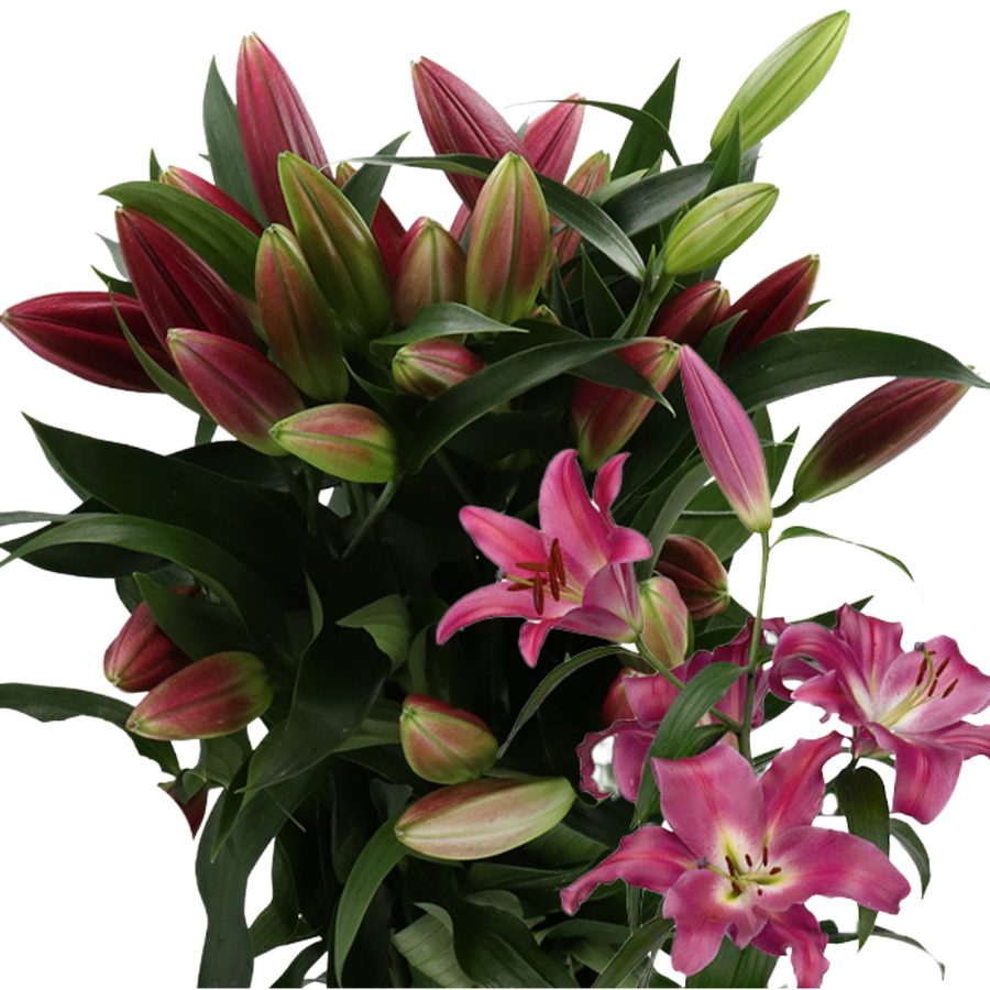 Lily Adelante 2+holl
