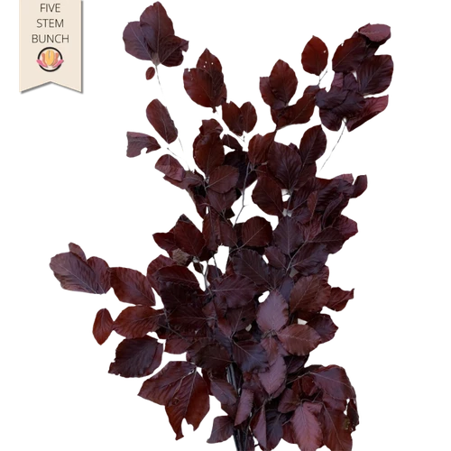 Dried Copperbeach Burgundy hol