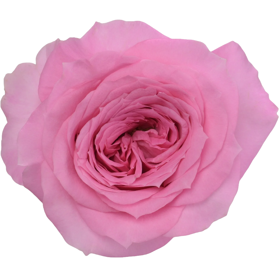 Rose Nuage 70cm SUNRITE