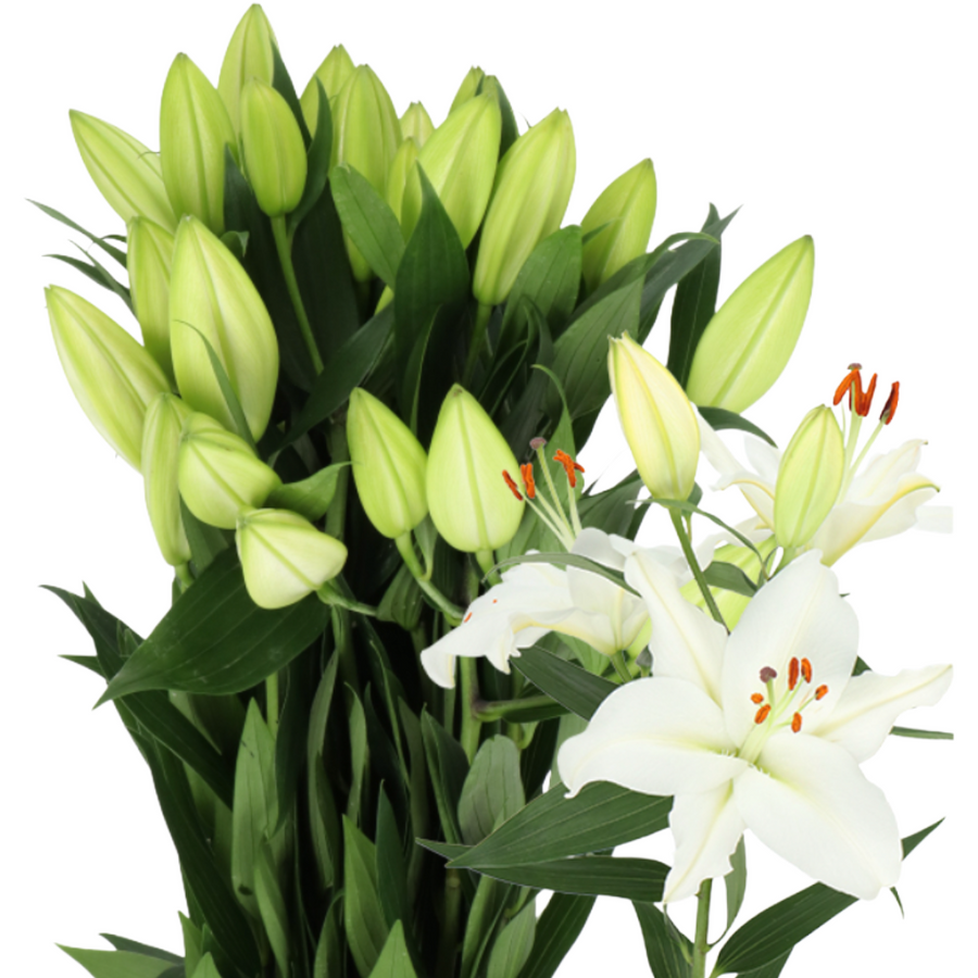 Pacific ocean lily holl (white)