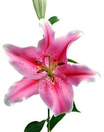 Lily Sorbonne holl