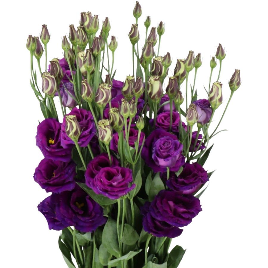 Lisianthus Purple (dbl) holl