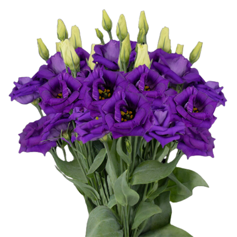 Lisianthus Purple canada